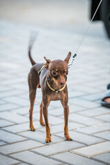small breed dog on a walk on a leash
