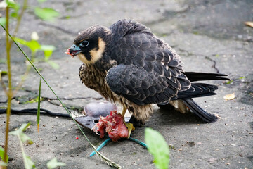 young tamed hobby falcon caught a lure with meat, meal on the ground
