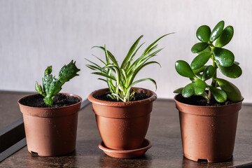 Three different indoor flowers illuminated by bright sunlight. Home gardening. Chlorophytum, Schlumbergera, Crassula.