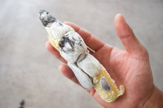 isolated hand of a man holding a Corn smut, plant disease caused by the pathogenic fungus Ustilago maydis that causes smut on maize and teosinte. In mexico is known as huitlacoche o cuitlacoche