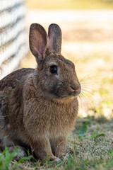 one cute brown bunny sitting in front of metal fence in the park hiding away from the scorching sun