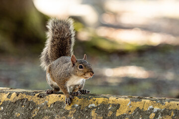 close up portrait of a cute brown squirrel  resting on top of fade painted concrete car bump in the park with its tail raise up high
