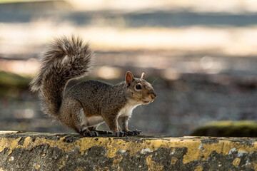 close up portrait of a cute brown squirrel  resting on top of fade painted concrete car bump in the park