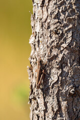 a brown grasshopper blending well with a wooden pole with very rough barks under the sun
