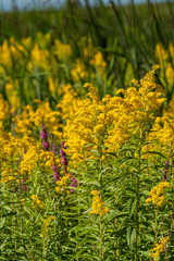 beautiful dense yellow flowers blooming on the road side on a sunny day