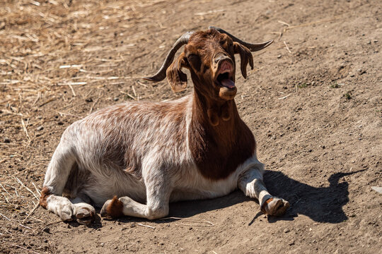close up of a cute goat with brown and white fur resting under the sun on a dry dusting ground while yawning.