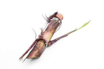Sugar cane sprout with bud and roots isolated on white background.