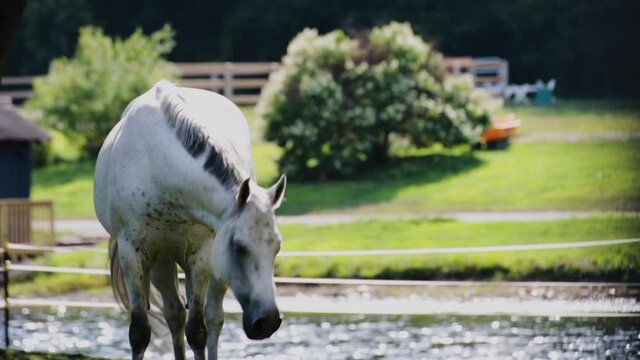 Beautiful white horse grazes at serene pasture at Equestrian center with pond
