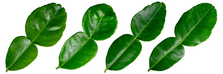 Fototapeta premium The fresh green kaffir lime leaves are isolated