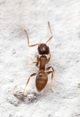 Macro Photo of Tiny Ant is Climbing on The White Wall