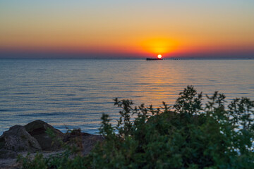 Green bush on the seashore at sunrise