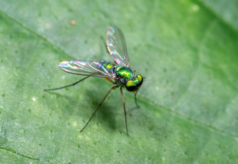 Macro Photo of Long Legged Fly on Green Leaf