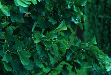 Raindrops close-up on young leaves of Ginkgo Biloba. Abstract nature background, Soft focus