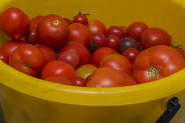 red tomatoes in a yellow bucket