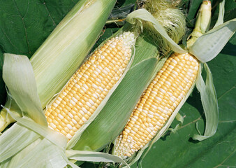 Fresh organic yellow sweet corn, Beautiful morning sunrise over the corn field, Fresh corn on cobs, closeup