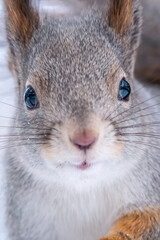 Obraz premium Portrait of a squirrel in winter on white snow background