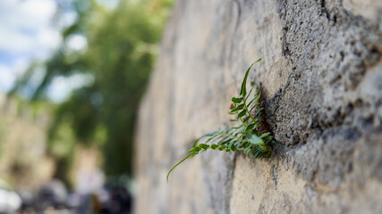 Helecho solitario, aferrarse a la vida