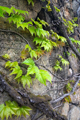 アイビーのツタが覆う石垣