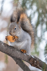 Fototapeta premium The squirrel with nut sits on a fir branches in the winter or autumn.
