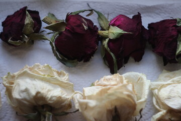 Dried roses of three colors on the table