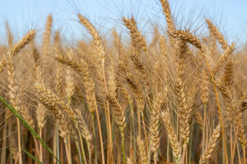 Ripening ears of barley in the field.
