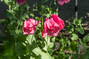 Poppy flowers