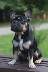A dog sitting in the grass