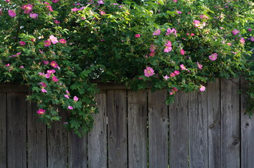 A briar Bush behind an old fence on a Sunny morning. Moscow region. Russia.