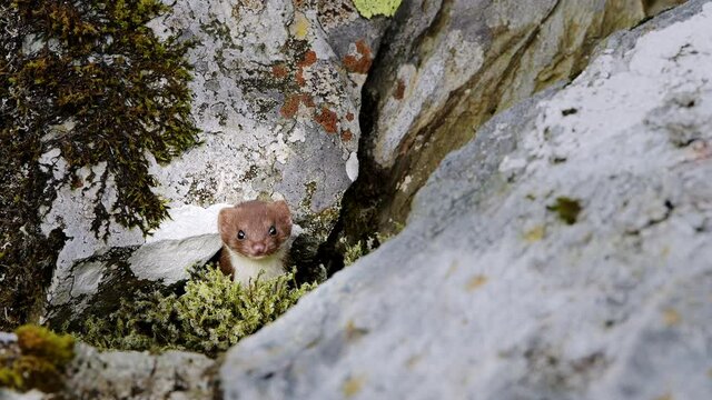 A Cute Weasel Comes Out From The Hole Between Rocks In Snowdonia National Park In Gwynedd, United Kingdom - static shot