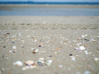 Fototapeta na wymiar Many small pieces of shells on the sand That comes with ocean waves