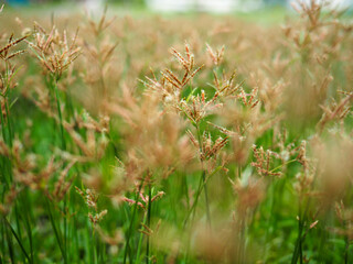 Flower fields or orange flowers in the backyard, flower backgrounds