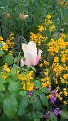 Admiring the flowers and landscapes of our world