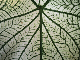 Naklejka na ściany i meble A close-up of caladium leaves