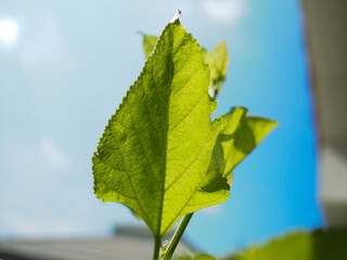 Green leaves and afternoon sunshine