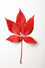 Close-up red autumn maple colorful leave, texture background
