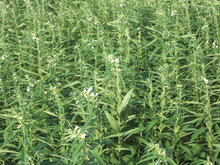 Sesame (Sesamum orientale, til, till). with flowers, blooming in the summer, Grow of Sesame Plant, Crop, Seed, Sunrise at the fields