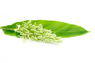 Galangal flower isolated on white background.
