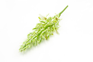 Galangal flower isolated on white background.