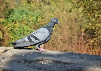 pigeon alert sitting on a wall just about to fly