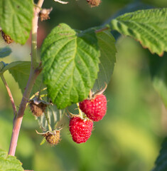 Fresh red raspberries growing on a branch
