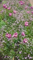 Admiring the flowers and landscapes of our world