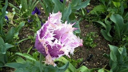 Admiring the flowers and landscapes of our world