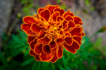 Tender marigold on rich greenery background with raindrops. Small velvet orange flower with dew drops close-up. Cute tagetes with droplets with copy space. Picturesque garden lush flower in flower bed