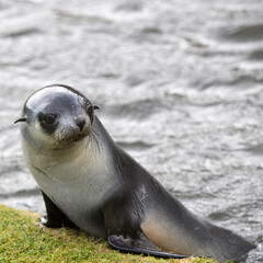 Fur Seal Cub (Arctocephalus gazella), South Georgia, Antarctic. Square Composition.
