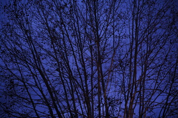 Tree branchs and blue sky at night. Portugal