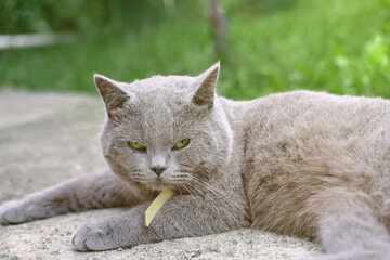cute british shorthair cat lying on a pavement. lazy relaxed cat. pet friends. a cat with green eyes. morning relaxing time