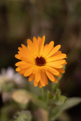 yellow flower in the garden