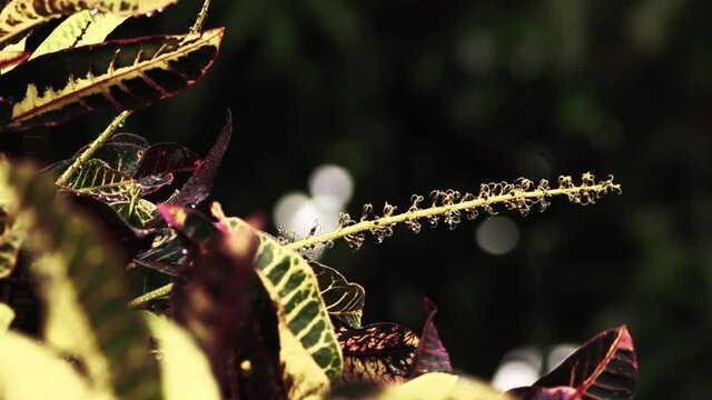Plant Pollin Wet After Rain And Storm HD in 1080HD Dark Background Nature Rabbit Plant Croton variegatum