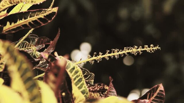 Plant Pollin Wet After Rain And Storm HD in 1080HD Nature Rabbit Plant Croton variegatum