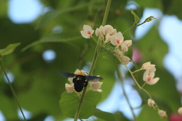 pretty insect honey bee with beautiful flower